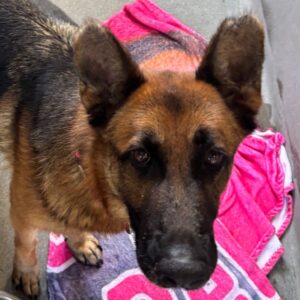 An image of Ava. Ava is a Shepherd, German.