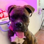 An image of Donovan. Donovan is a Boxer.