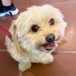 An image of Chiquita. Chiquita is a Shih Tzu/Maltese.