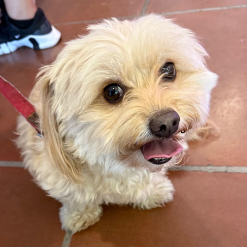 An image of Chiquita. Chiquita is a Shih Tzu/Maltese.