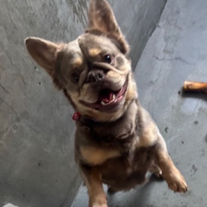An image of Grizzly. Grizzly is a Bulldog, French.