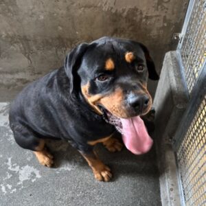 An image of Muffin. Muffin is a Rottweiler.