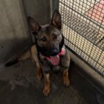 An image of Sky. Sky is a Shepherd, German.