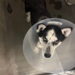 An image of Lyric. Lyric is a Husky.