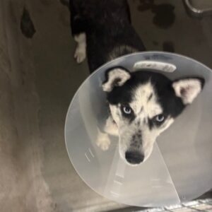 An image of Lyric. Lyric is a Husky.
