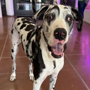 An image of Jericho. Jericho is a Great Dane.