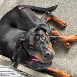 An image of Stella. Stella is a Mastiff, Cane Corso/Terrier, American Pit Bull.