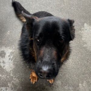 An image of Freida. Freida is a Shepherd, German/Mixed Breed (Large).