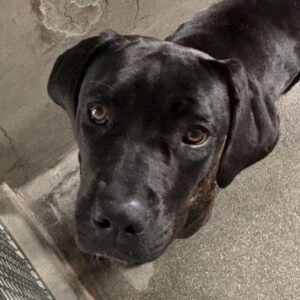 An image of Guapa. Guapa is a Mastiff, Cane Corso.