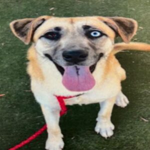 An image of Angel. Angel is a Retriever, Labrador/Mixed Breed (Medium).