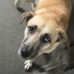 An image of Angel. Angel is a Retriever, Labrador/Mixed Breed (Medium).
