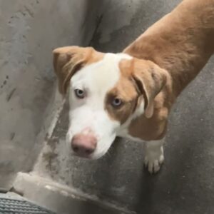 An image of Spot. Spot is a Terrier, Pit Bull.