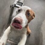 An image of Spot. Spot is a Terrier, Pit Bull.