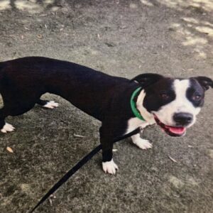 An image of Molly. Molly is a Terrier, American Staffordshire.