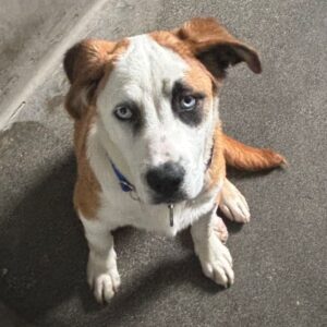 An image of Shaq. Shaq is a Terrier, Pit Bull/Mixed Breed (Medium).
