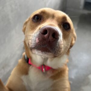 An image of Lolli. Lolli is a Retriever, Labrador/Mixed Breed (Medium).
