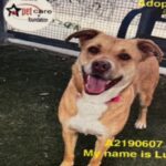 An image of Lolli. Lolli is a Retriever, Labrador/Mixed Breed (Medium).