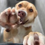An image of Lolli. Lolli is a Retriever, Labrador/Mixed Breed (Medium).