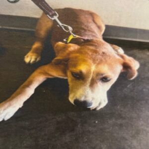 An image of Macho. Macho is a Terrier, Pit Bull/Retriever, Labrador.