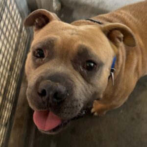 An image of Smudge. Smudge is a Terrier, Pit Bull.