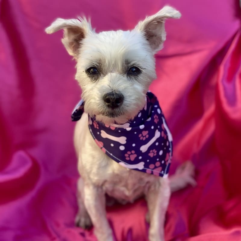 An image of Bambi. Bambi is a Maltese.