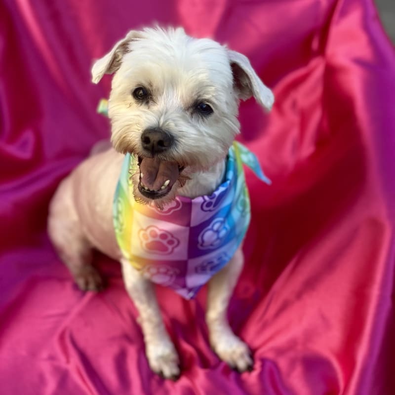 An image of Flower. Flower is a Maltese.