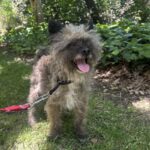 An image of Raccoon. Raccoon is a Terrier.