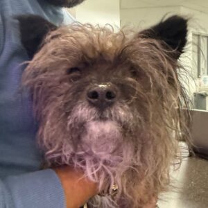 An image of Raccoon. Raccoon is a Terrier.