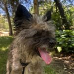 An image of Raccoon. Raccoon is a Terrier.