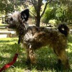 An image of Raccoon. Raccoon is a Terrier.