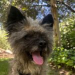 An image of Raccoon. Raccoon is a Terrier.