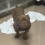 An image of Bartholomew. Bartholomew is a Bulldog, French.