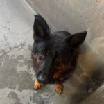 An image of Balboa. Balboa is a Shepherd, German.