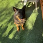 An image of Balboa. Balboa is a Shepherd, German.