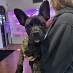 An image of Spike. Spike is a Shepherd, German/Bulldog, French.