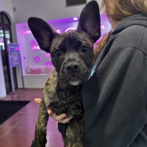 An image of Spike. Spike is a Shepherd, German/Bulldog, French.