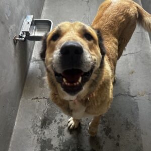 An image of Scarlett. Scarlett is a Shepherd, Anatolian.