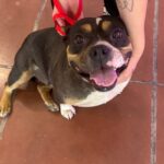 An image of Peaches. Peaches is a Terrier, Pit Bull.