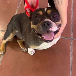 An image of Peaches. Peaches is a Terrier, Pit Bull.