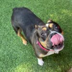 An image of Peaches. Peaches is a Terrier, Pit Bull.
