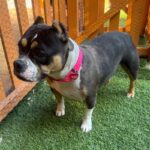 An image of Peaches. Peaches is a Terrier, Pit Bull.
