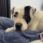 An image of Dobbins. Dobbins is a Terrier, Pit Bull.