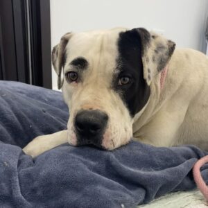 An image of Dobbins. Dobbins is a Terrier, Pit Bull.