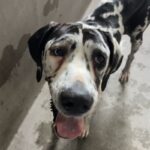 An image of Felicity. Felicity is a Great Dane.