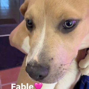 An image of Fable. Fable is a Terrier, Pit Bull/Husky.
