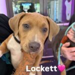 An image of Lockett. Lockett is a Terrier, Pit Bull/Husky.