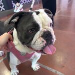 An image of Lily. Lily is a Bulldog, English.