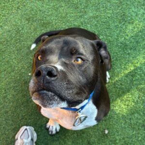 An image of Jax. Jax is a Terrier, Pit Bull.