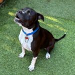 An image of Jax. Jax is a Terrier, Pit Bull.