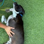 An image of Jax. Jax is a Terrier, Pit Bull.